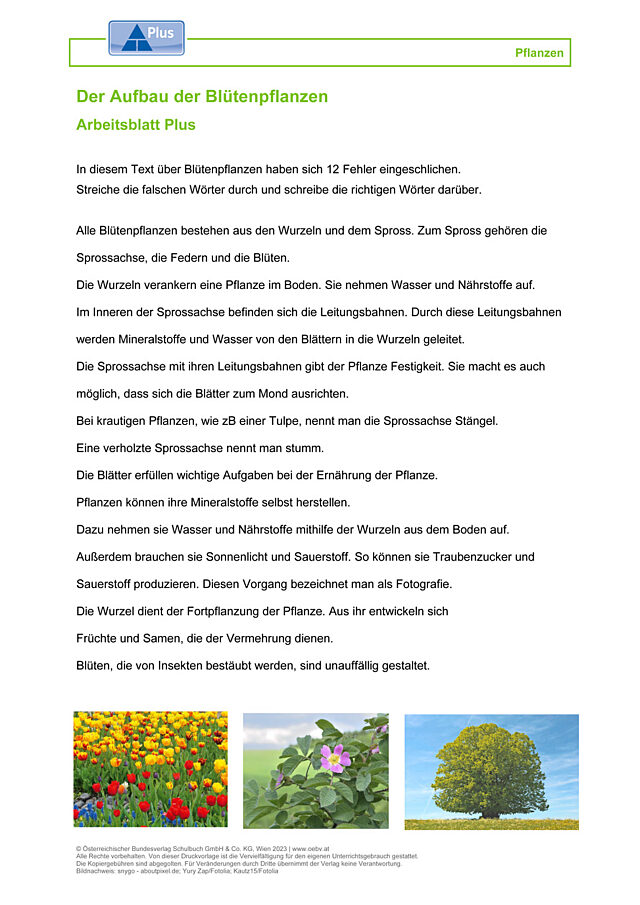 Blütenpflanzen
