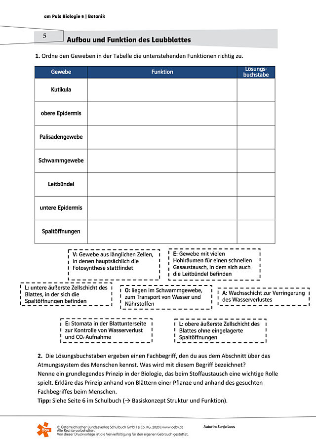 Aufbau und Funktion des Laubblattes