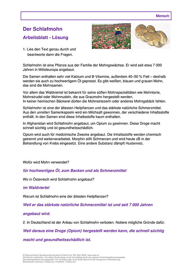 Schlafmohn