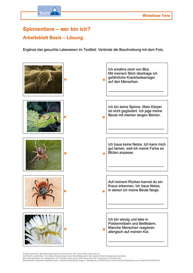 Spinnentiere