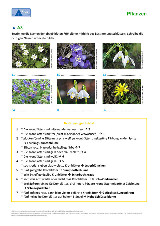 Blüte
