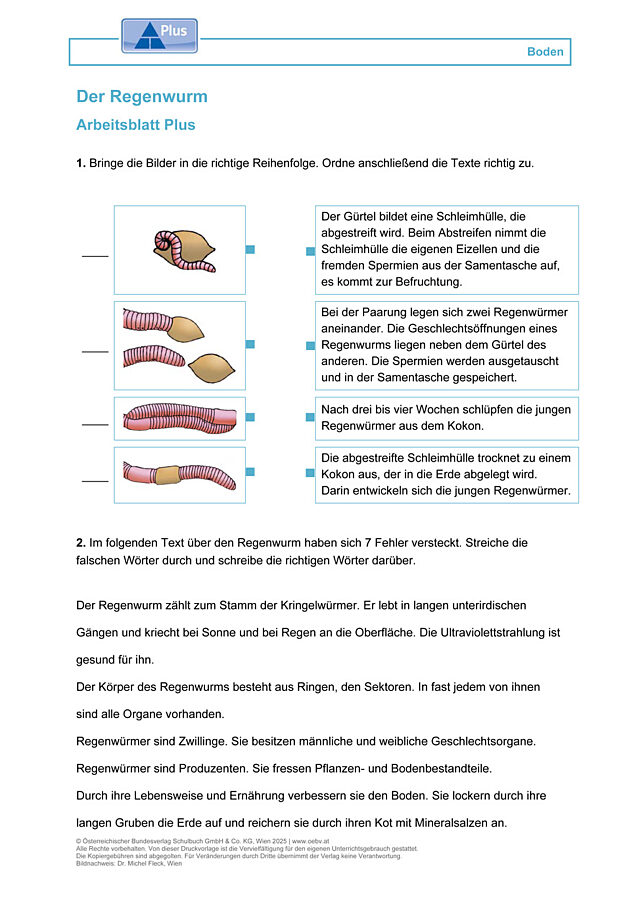 Der Regenwurm