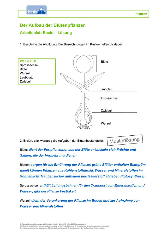 Blütenpflanzen